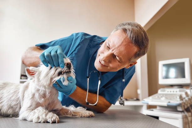 Best Same-Day Emergency Dentist in Waynesboro, GA